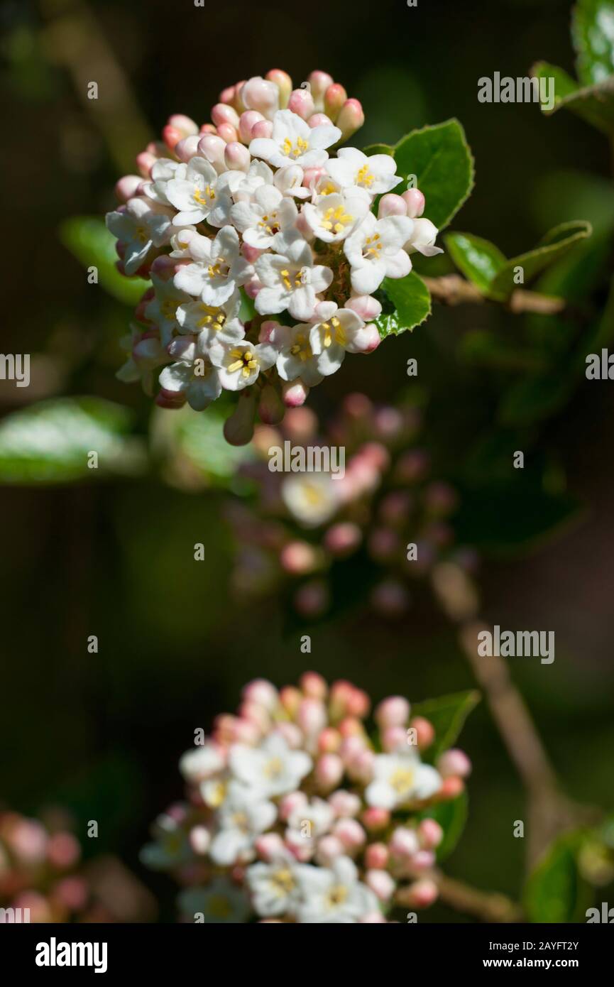 Judd`s Viburnum (Viburnum carlesii 'Juddii', Viburnum carlesii Juddii